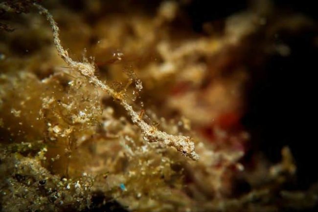 Lembeh Sea Dragon Dragons Sighted in Lembeh!