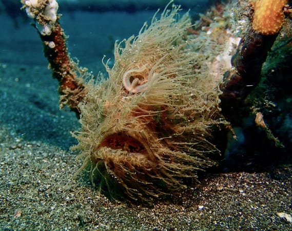 Hairy FrogFish Lembeh Hide and Seek with Hairy Frogfish in Lembeh