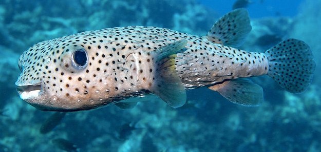 Porcupine fish lembongan Porcupine fish lembongan