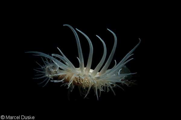 Zebra Anenome The Best Photography Training Grounds In Sulawesi?