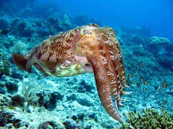 cuttlefish-Lembongan cuttlefish Lembongan