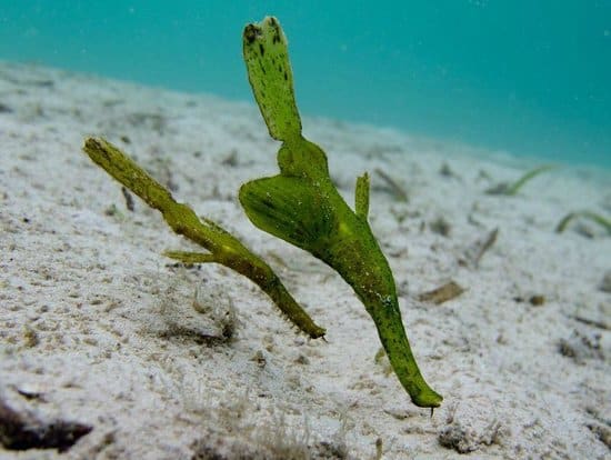ghost_pipefish_Lembongan The Plants come alive in Lembongan!
