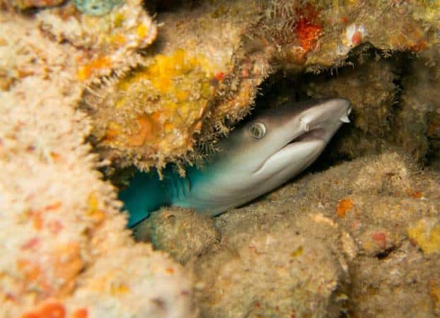 deep diving with sharks diving with white tip reef sharks