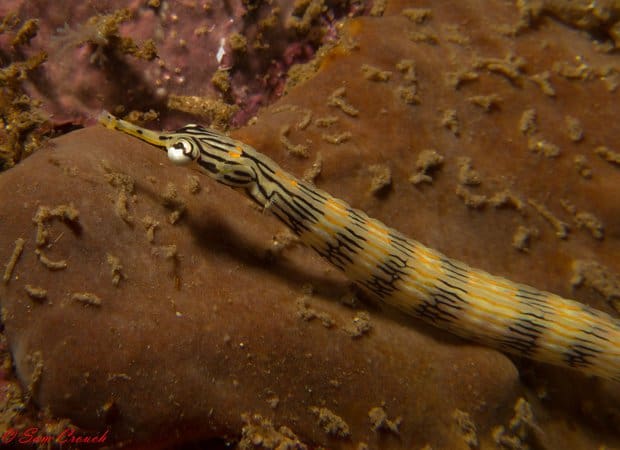 muck diving to switch things up muck diving pipe fish