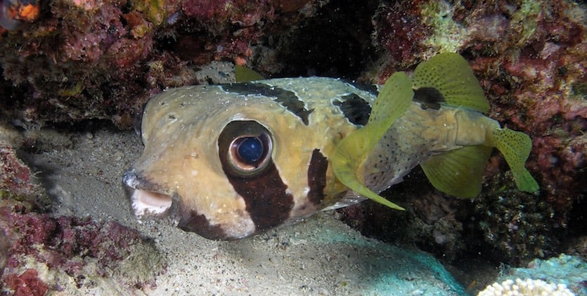 Blotched porcupine fish Blotched porcupinefishes in Padang Bai