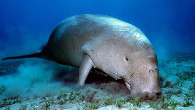 Dugong Feeding Dugong feeding Bunaken
