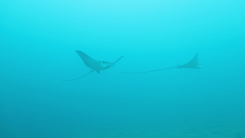 Eagle ray lembeh A Ray of Light in the Black Sands of Lembeh