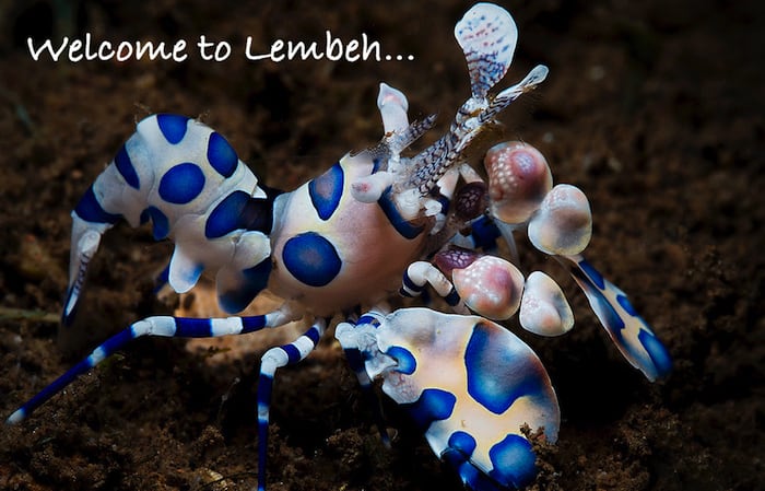 Harlequin two fish lembeh