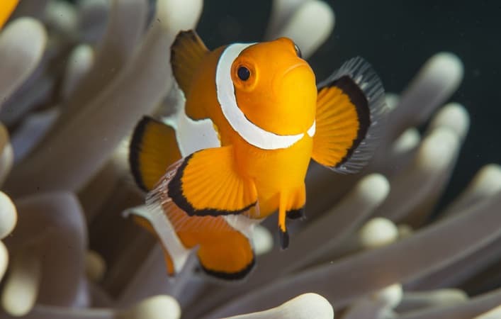 Nemo Clown Fish Anemone