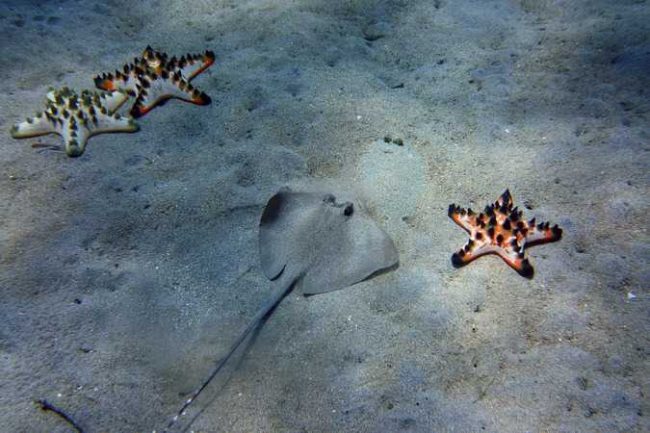 Sting Ray and Sea Stars Dive Master: WOW! What an Amazing First Week