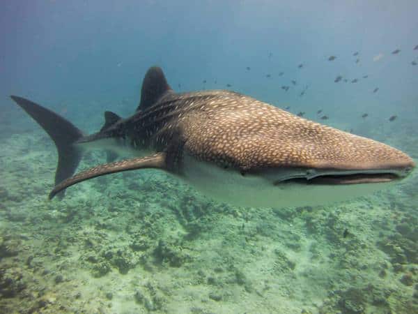 Whale Shark Whale shark spotted around Bunaken