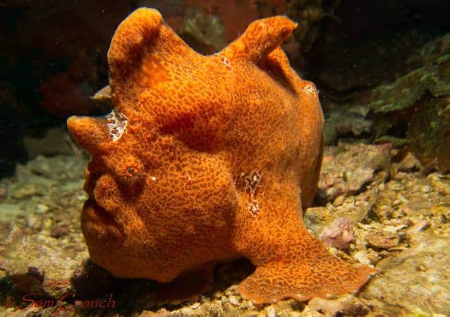 Giant frog fish fiesta giant frog fish