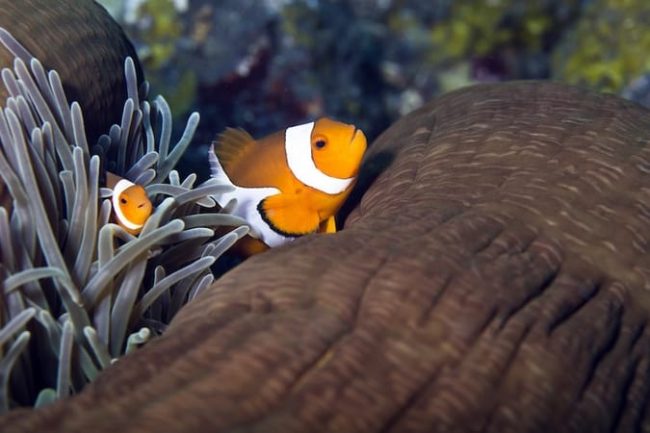 Blog 21082018 clownfish Padang Bai
