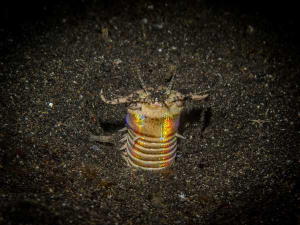 Bobbit worm Night dive