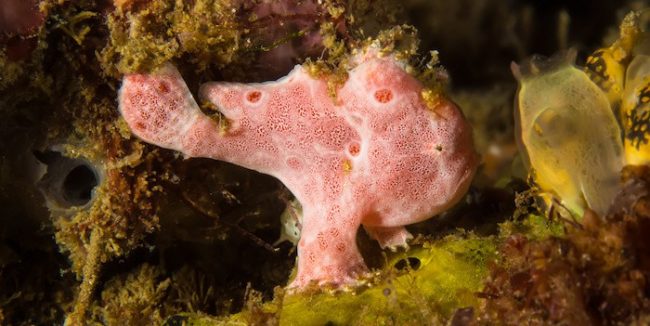 Underwater picture of Tiny Pink Frogfish Underwater Photography Lembeh