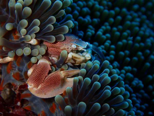 Porcelain crab Diving? So far we're fine here in Amed. Let's go diving