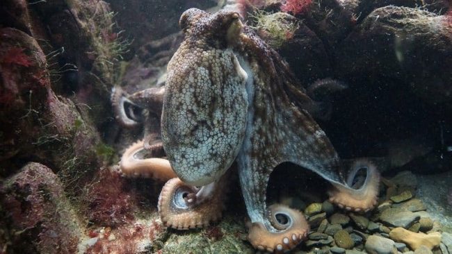 octopus Blog Two curious octopuses in Turtle Neck 29082018 Two curious octopuses in Turtle Neck