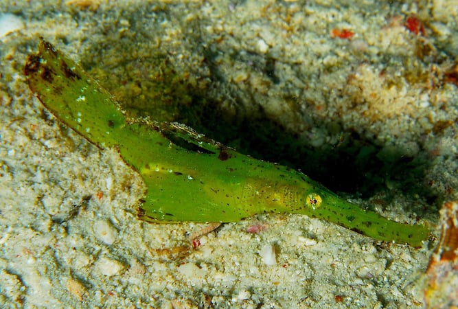 robust ghost pipe fish Robust ghost pipefish found hiding in seaweeds