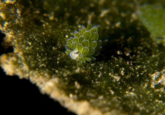 shaun the sheep Shaun The Sheep in Lembeh