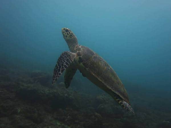 turtle Turtles at the pyramids