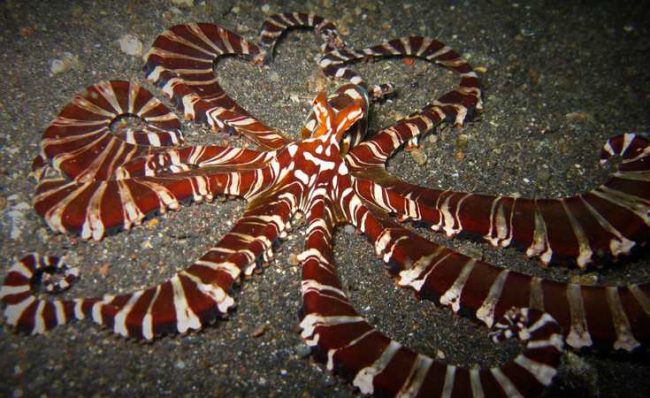 wunderpus Mimic octopus or wunderpus