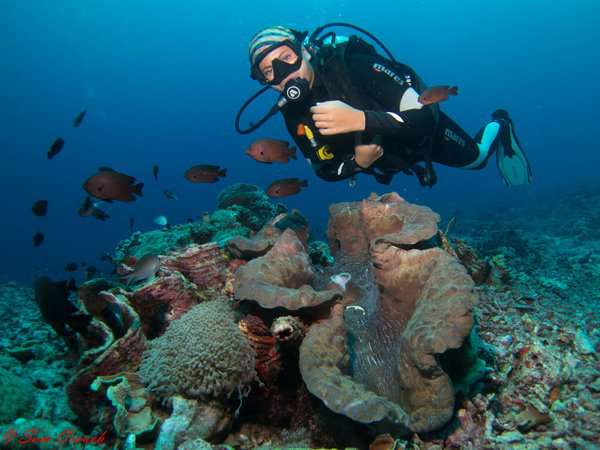 giant clam the perfect environment for the amazing giant clam