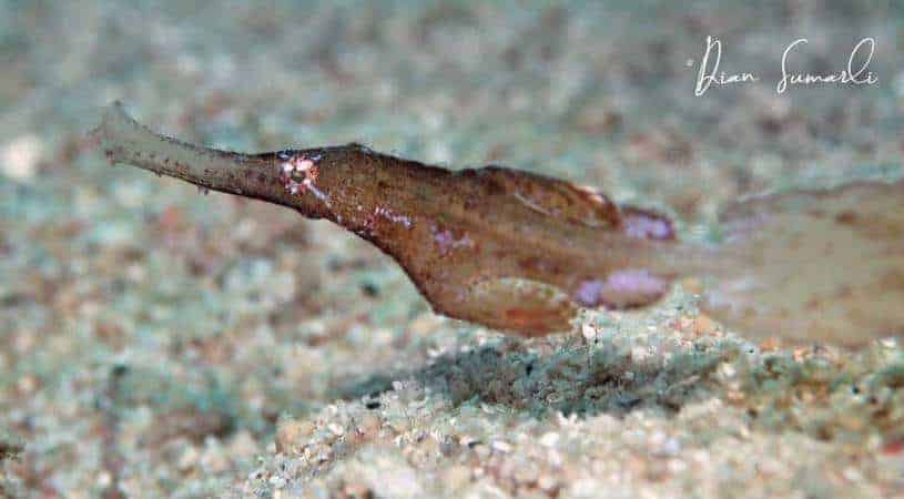 Awesome Diving in South Lombok Awesome Diving in South Lombok