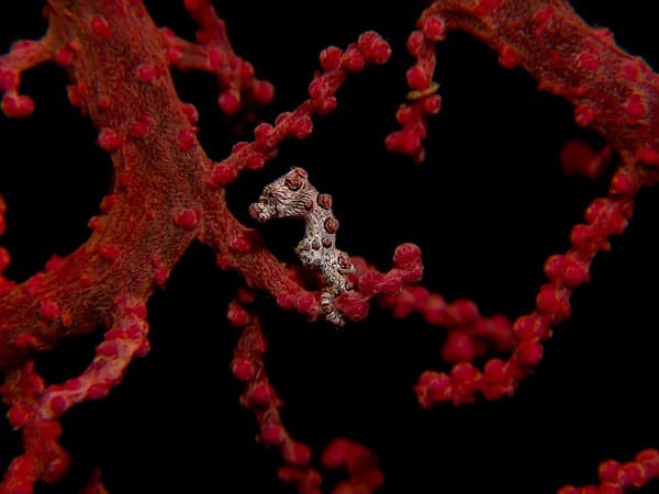 Angel’s Window Angel's Window