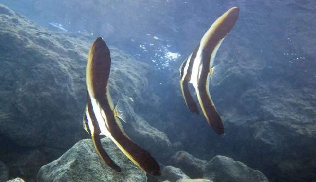 juvenile Batfish Juvenile batfish in the artificial reefs in Jepun