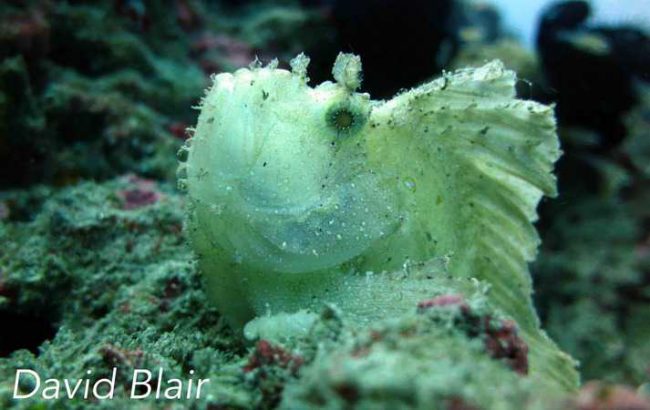 Leaf Scorpion fish Leaf scorpion fish in Blue Lagoon