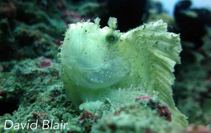 Leaf Scorpion fish Leaf scorpion fish in Blue Lagoon