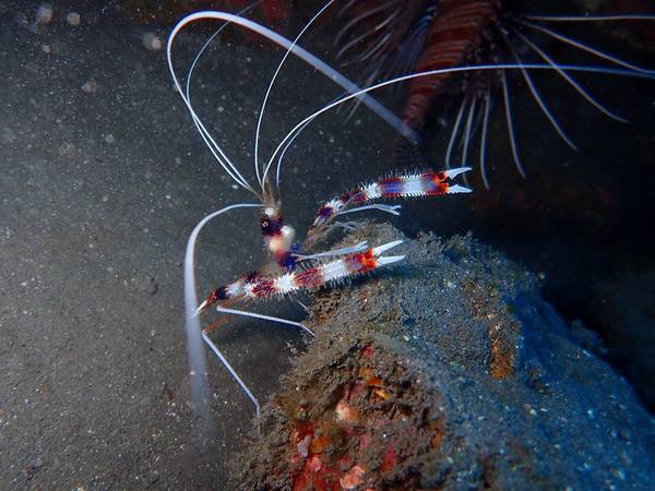 P7140400 (2) crabs and shrimps in amed