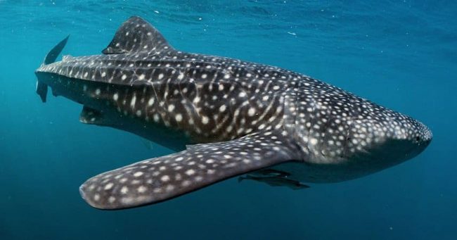 Whaleshark Whaleshark in Amed