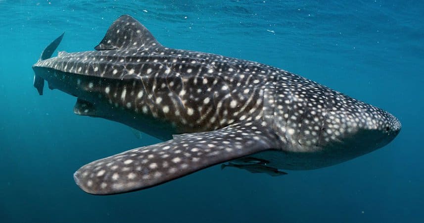 Whaleshark Whaleshark in Amed