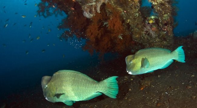 Bumphead Parrotfish PADI Advanced Amed