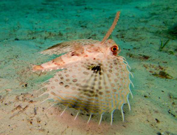 flying-gurnard-in-bunaken fascinating diving in bunaken