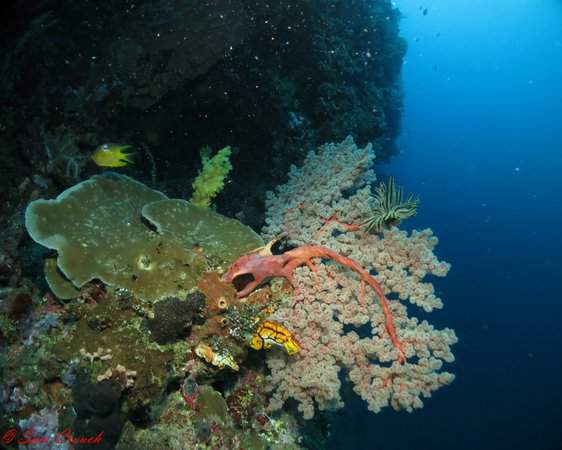 Bunaken high season sees busiest days yet bunaken