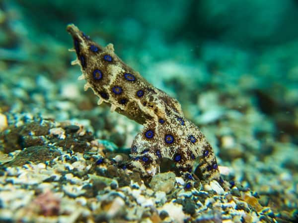 Blue Ring Octopus in Lembeh Blue ring octopus