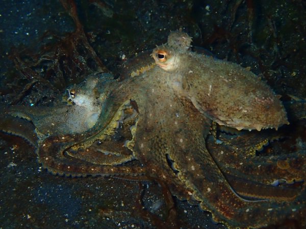 Loveis in the air. Mating in Lembeh mating