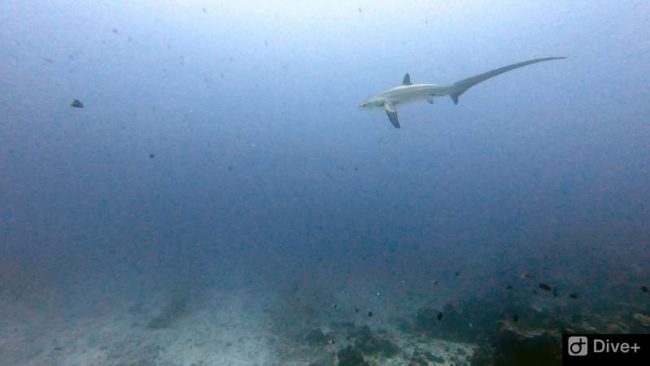 Thresher shark surprises unexpecting divers Thresher Shark