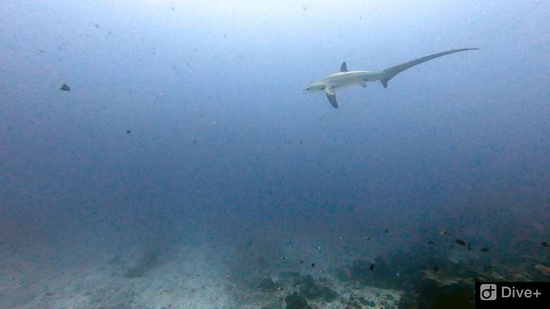 Thresher shark surprises unexpecting divers Thresher Shark
