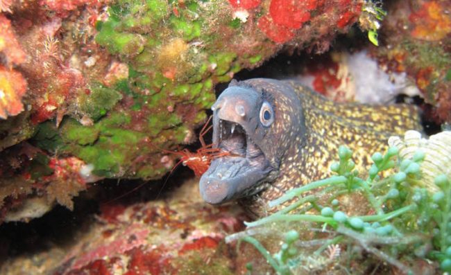 Underwater showers while diving in Bali Bali