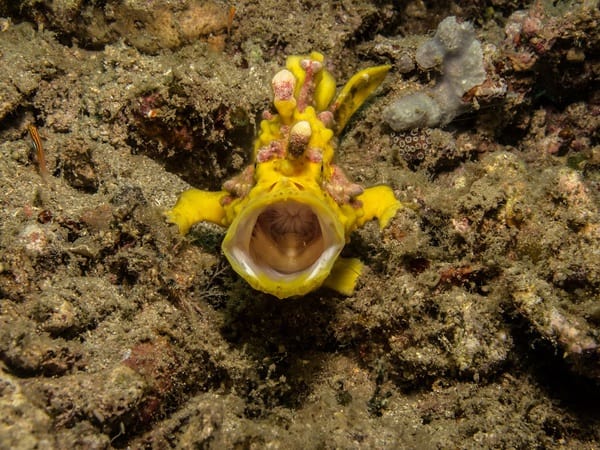 Why Do Frogfish Yawn Frogfish yawn