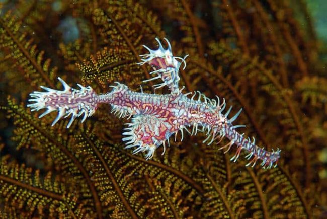 ghost-pipefish Ghost-pipefish