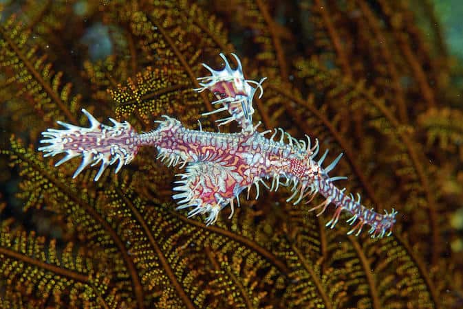 ghost-pipefish Ghost-pipefish