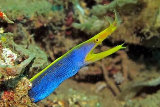 Ribbon eels Ribbon eels