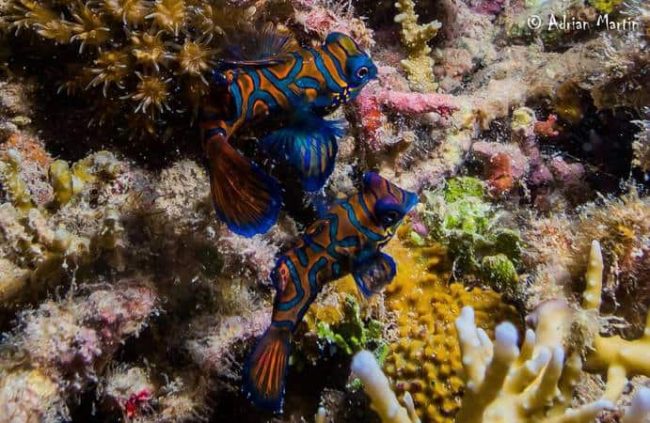 synchiropus splendidus synchiropus splendidus simply splendorous