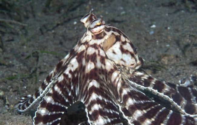 Dressing up for Halloween! mimicry