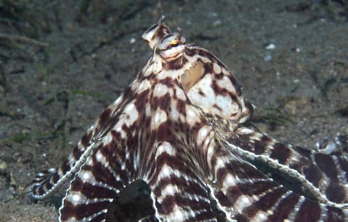 Dressing up for Halloween! mimicry