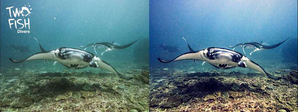 side by side photo editing manta ray Just a little bit of editing makes most pictures look so much better! I’m not an expert but I do like to play around with the pictures, so therefore in this blog: an underwater photo editing guide for dummies.